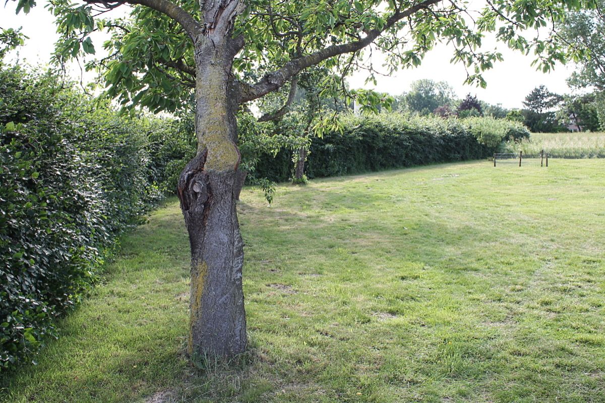 Hiddingsel-EFH-Rue-4 Hiddingsel-EFH-Rue-4