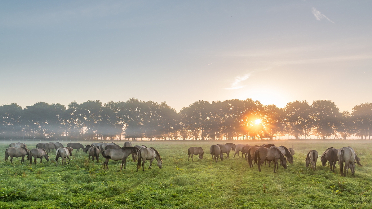 Dülmener Wildpferde