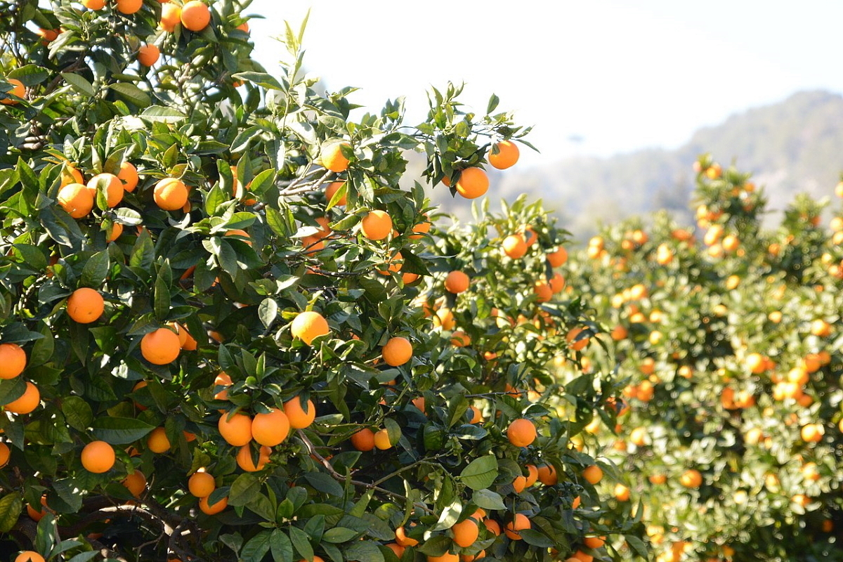 Orangen bei Port de Soller - Mallorca