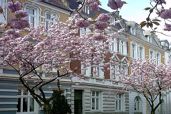 Immobilienmakler Kreuzviertel Münster | Freiesleben Immobilien