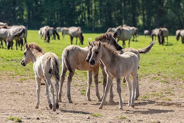 Merfeld Wildpferdebahn - Dülmener Wildpferde